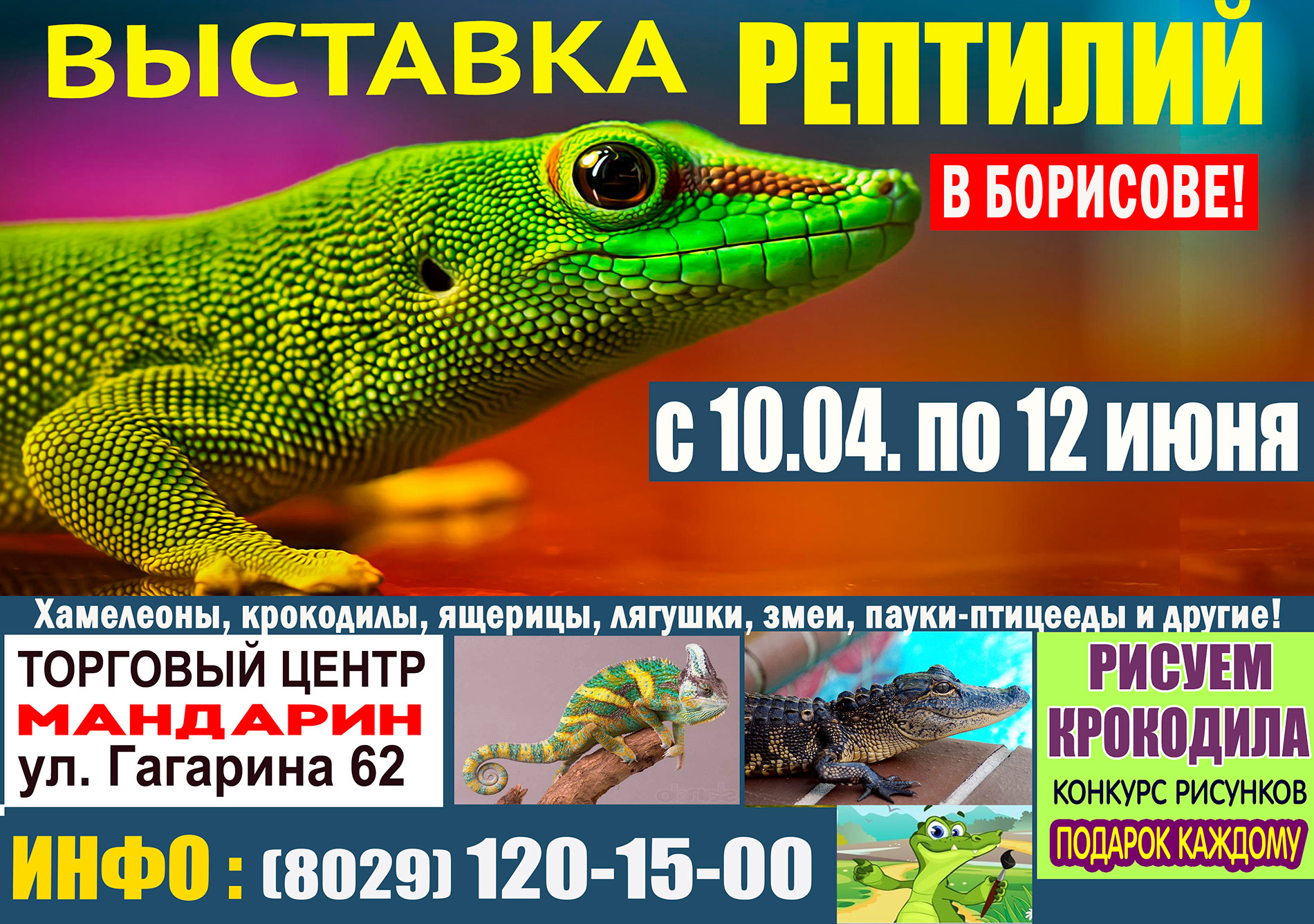 Крокодиловый хамелеон. Выставка рептилий Владивосток. Выставка ящериц. Выставка рептилий Абакан.